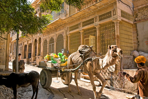 Jaisalmer - camel express delivery